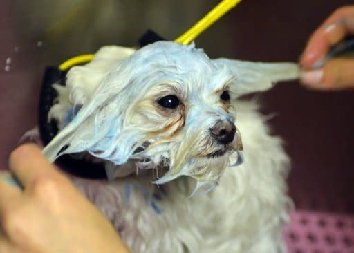 Hops, a Maltise, gets a blueberry facial at Downtown Doghouse pet salon and boutique in New York. People and their pets often end up resembling each other, but image-obsessed Americans are taking that age-old relationship a step further, treating their four-legged friends to everything from spa facials to testicle implants