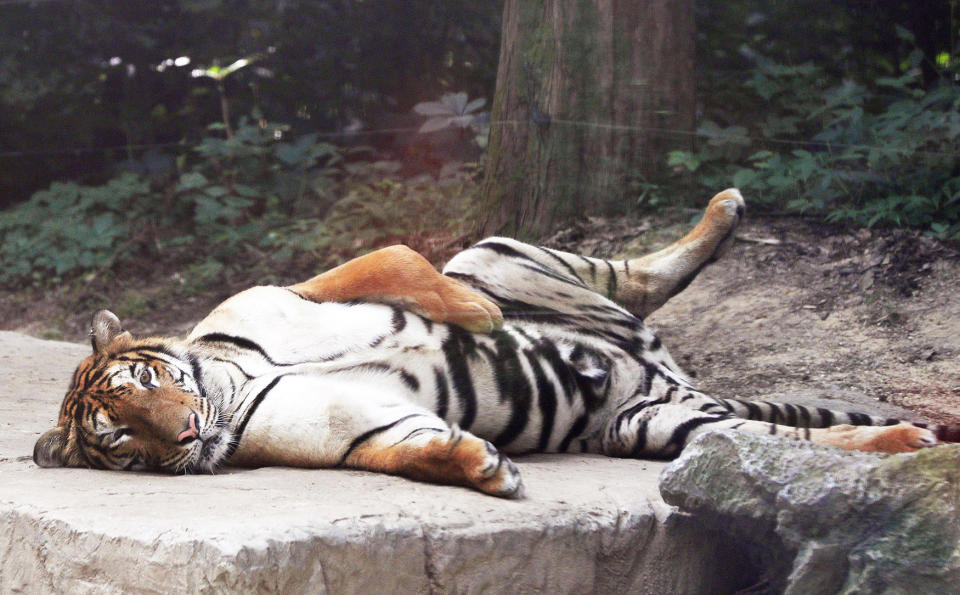 A nap at the Everland Resort zoo in Yongin