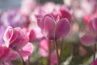 <p>The well-loved hero of the plant world, the cyclamen can be brought to flower from autumn through to spring. Its flowers come in red, pink and white shades and look fantastic in pots or planted under trees. Cyclamen hederifolium is the usual choice for autumn flowers as it remains relatively unscathed through the winter weather.</p><p><a class="link " href="https://go.redirectingat.com?id=127X1599956&url=https%3A%2F%2Fwww.crocus.co.uk%2Fplants%2F_%2Fcyclamen-hederifolium%2Fclassid.2000015297%2F&sref=https%3A%2F%2Fwww.housebeautiful.com%2Fuk%2Fgarden%2Fplants%2Fg23336984%2Fbest-plants-autumn-garden%2F" rel="nofollow noopener" target="_blank" data-ylk="slk:BUY NOW;elm:context_link;itc:0;sec:content-canvas">BUY NOW</a></p>