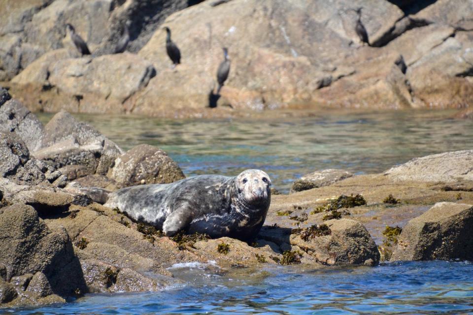 Go seal spotting on Scilly (Isles of Scilly)