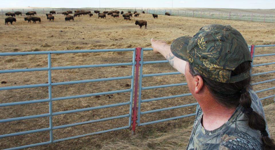 Robert Magnum with the Fort Peck Reservation Fish and Game Department looks over a group of bison from Yellowstone National Park that were recently relocated to the reservation near Poplar, Mont in this April 24, 2012 photograph. A Montana judge Wednesday, May 9, 2012 issued an order blocking the further transfer of bison form the park (AP Photo/Matthew Brown)