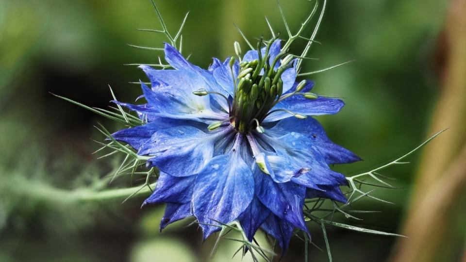 Purple flowering black seed plant