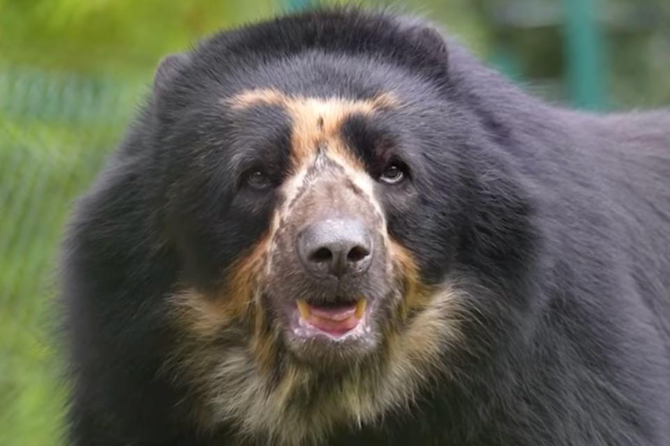 <p>Chester Zoo</p> Oberon, or Obe, is an Andean bear and new arrival at Chester Zoo in the U.K.