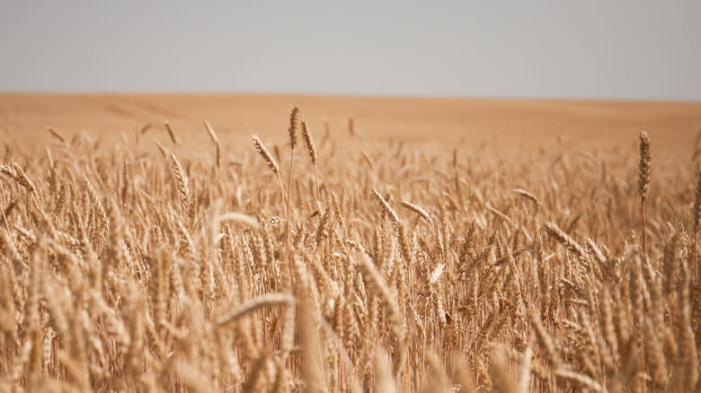 field of wheat