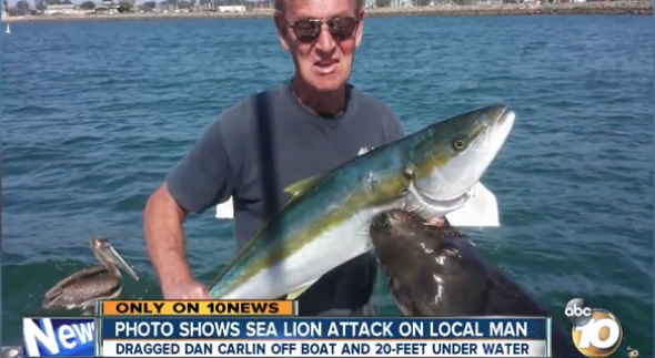 Man attacked by sea lion while posing for picture with fish