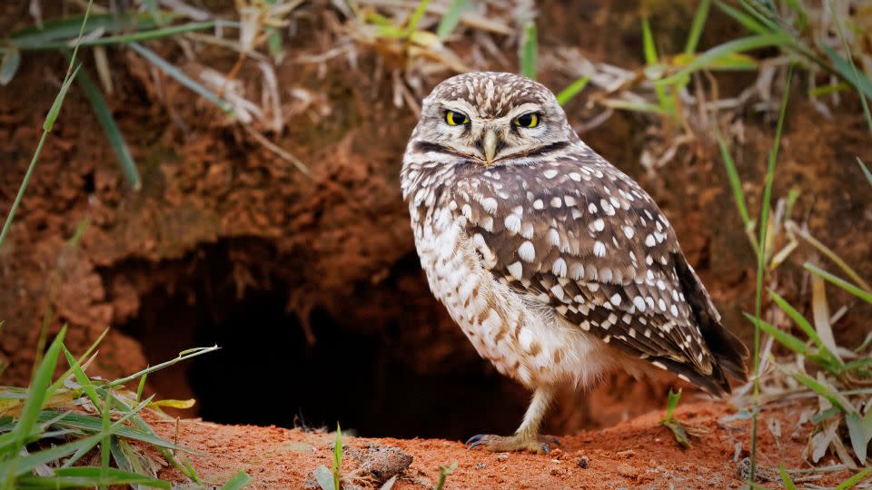 The burrowing owl marches to the beat of its own drum. - Adobe Stock