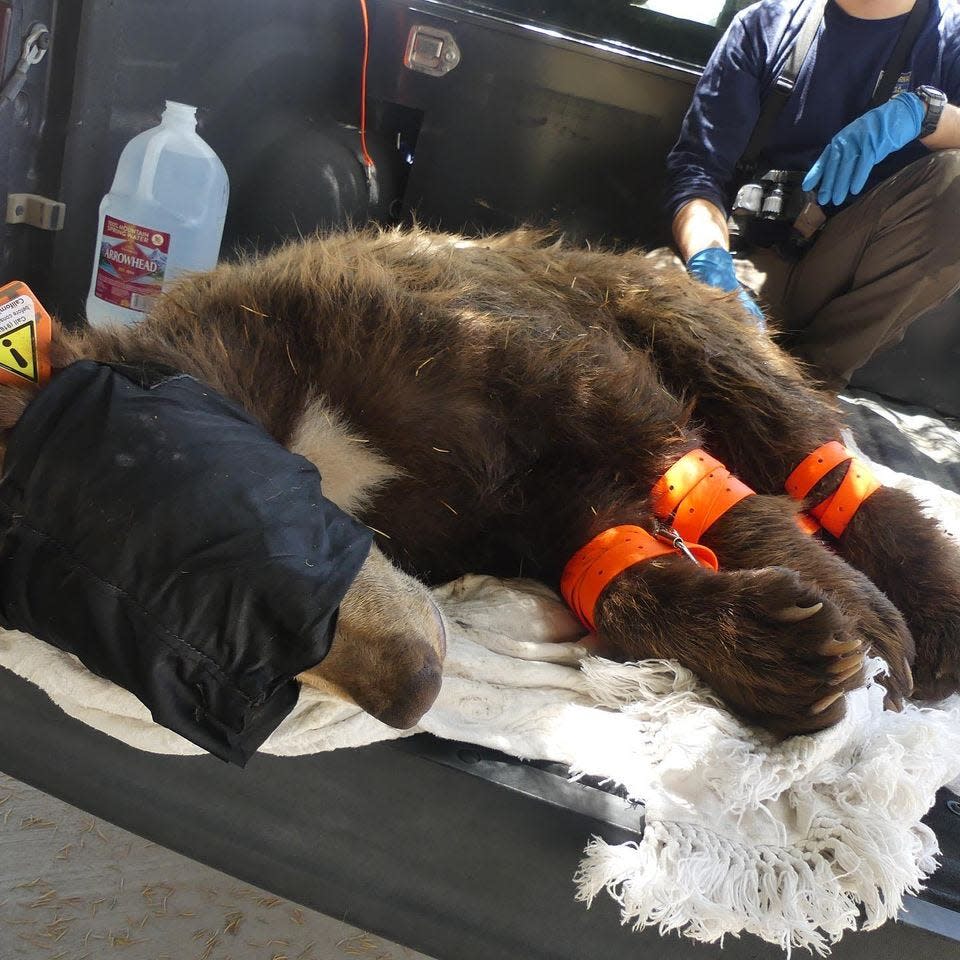 In a 2019 photo, California Department of Fish and Wildlife officials safely brought down a "black bear" from a front yard tree in Apple Valley.