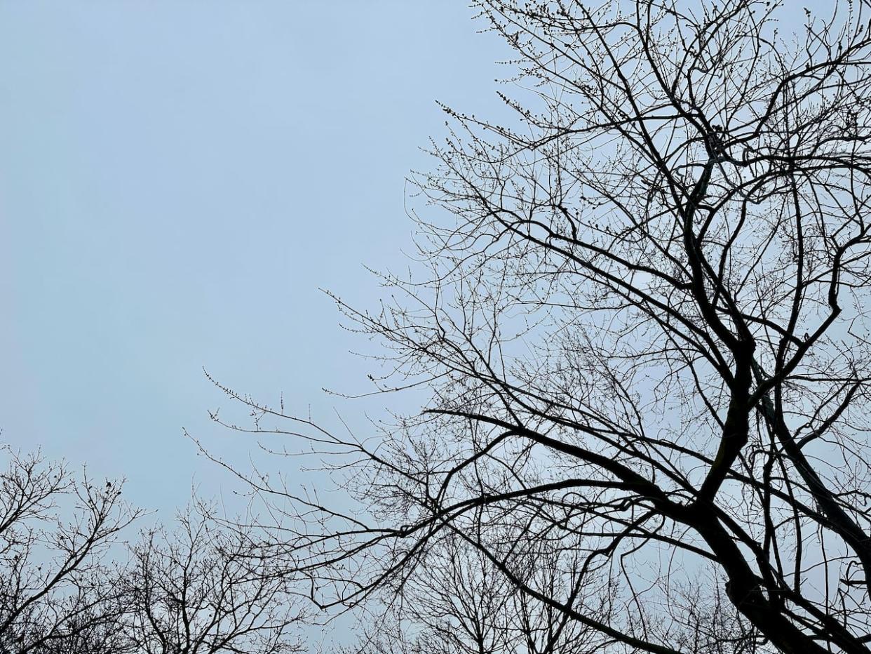 An overcast day in Windsor on Jan. 23, 2024. (Dalson Chen/CBC - image credit)