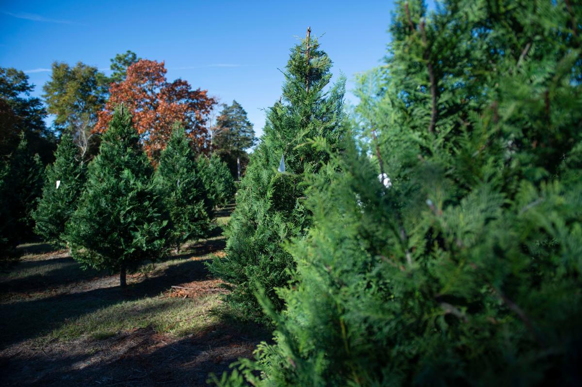 OSU Extension: Keeping your live Christmas tree fresh through the holiday