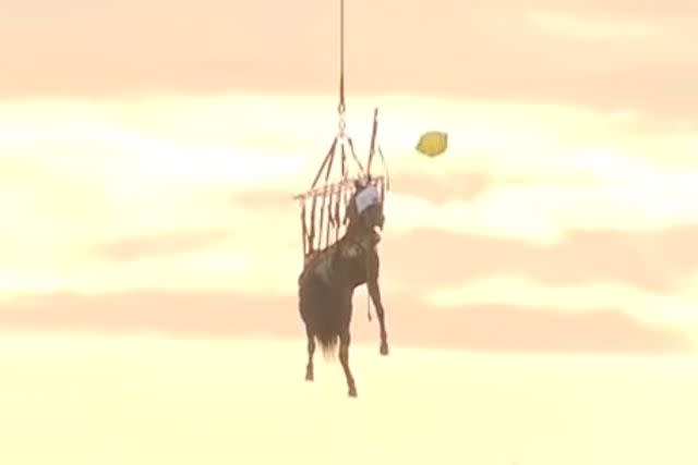 <p>KCAL News/Youtube</p> A horse getting airlifted by the Riverside Sheriff's Office in California