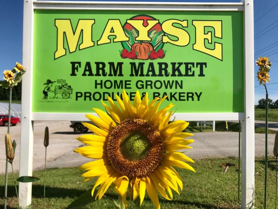 It will soon be sunflower time at Mayse Farm Market.