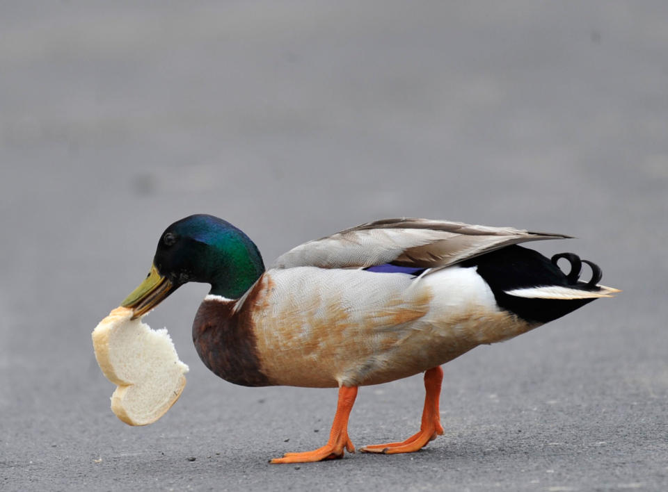 <p>A mallard duck enjoys a piece of bread along 3rd Ave., in Johnstown, Pa. Monday, April 24, 2017. (Todd Berkey/The Tribune-Democrat via AP)/The Tribune-Democrat via AP) </p>