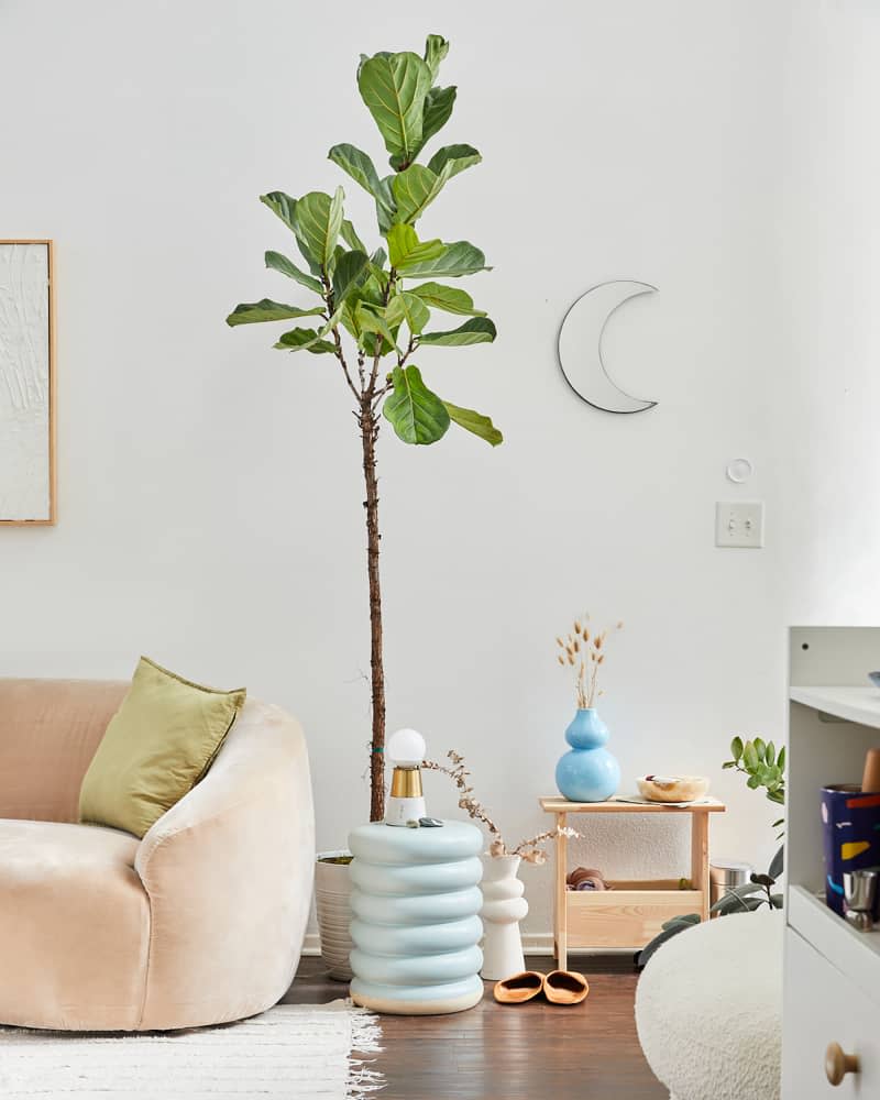 Fiddle head fig in living room.