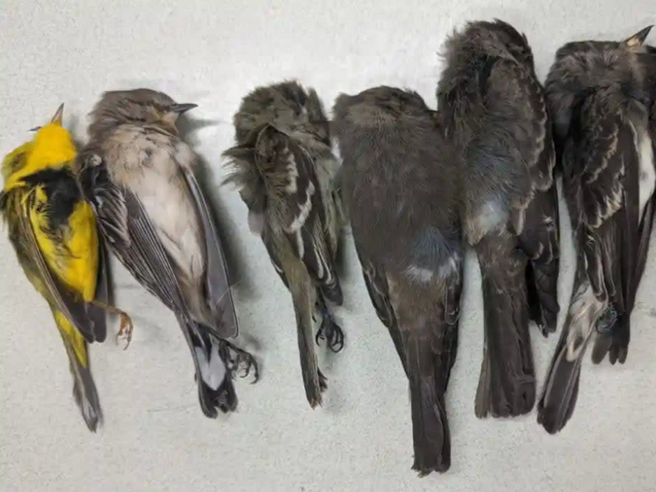 New Mexico State University scientists are investigating mass bird deaths in the state  (Allison Salas/New Mexico State University)