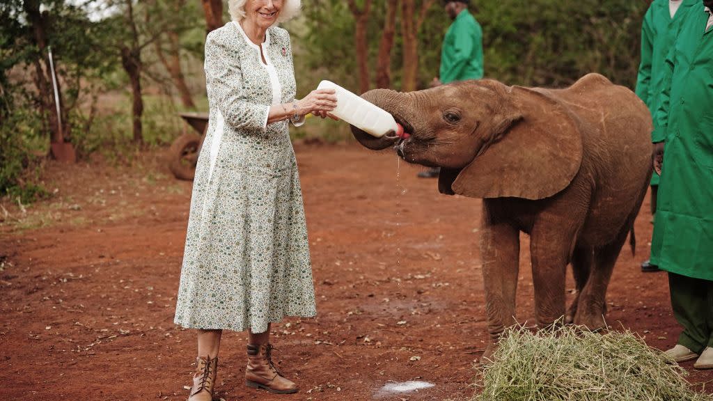 king charles iii and queen camilla visit kenya day 2