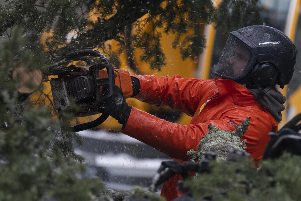 As freezing rain falls a worker at ArborPro cuts a branch from a 150-foot tree that was at risk of falling on Tuesday, Jan. 16, 2024, in Lake Oswego, Ore. (AP Photo/Jenny Kane)