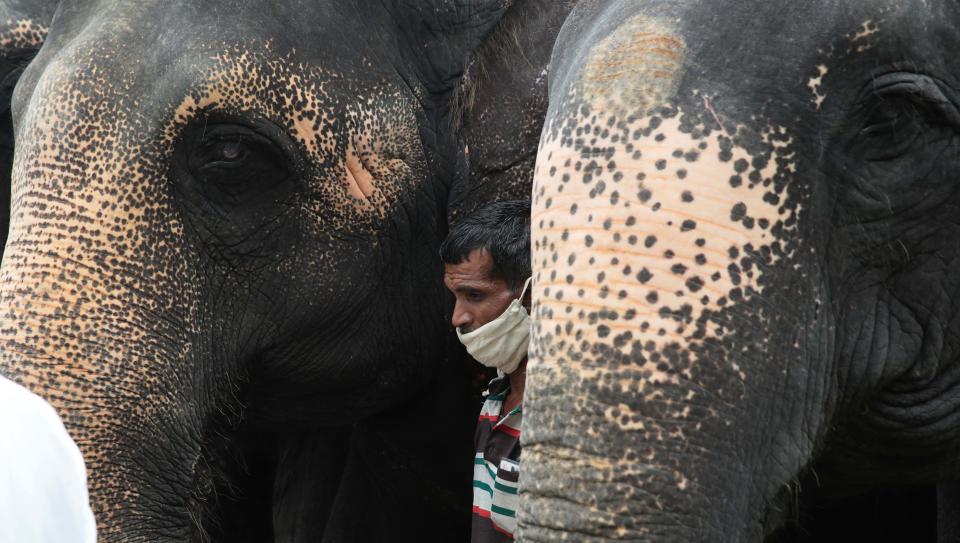 Elephants At Hathi Gaon Pay Tribute To The Female Elephant Killed In Kerala