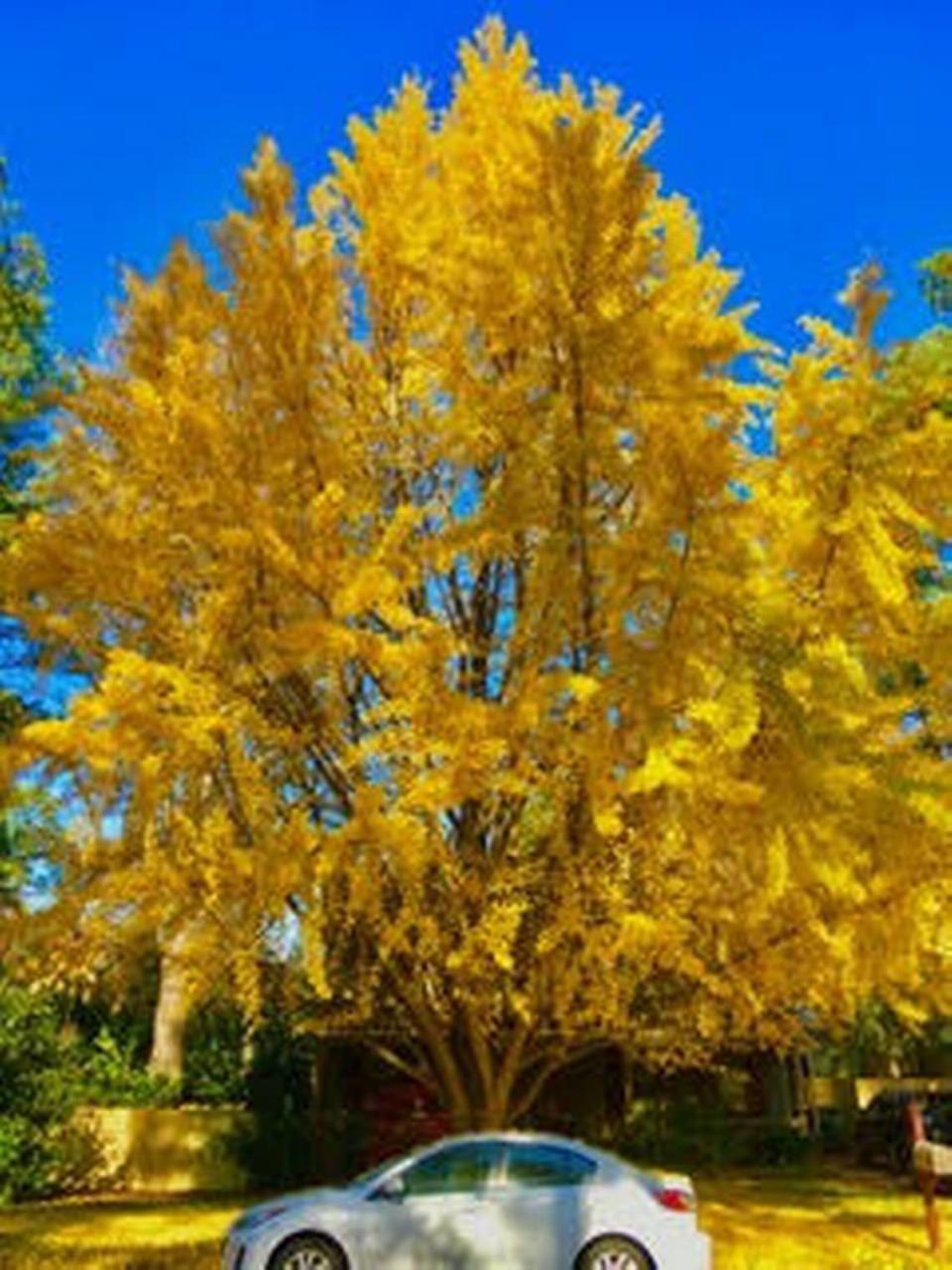 Reader Steve Swienckowski’s favorite tree in the Triangle is in Raleigh.