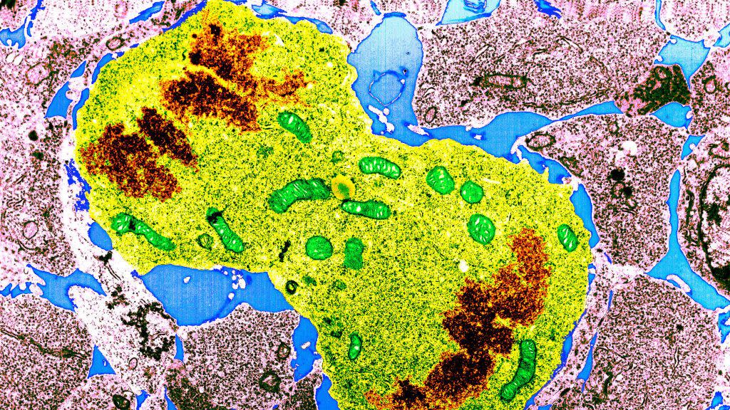 mitosis anaphase