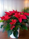 <p>It’s the quintessential Christmas plant! While bright red poinsettias have been popular for decades, there are tons of pretty, new shades ranging from cream to hot pink, so it's easy to find one that coordinates with your décor. Look for plants with no wilted or yellowed leaves, and shield them when you bring them home to protect them from the cold air. Water only when the soil surface feels dry. They’re challenging to get to rebloom next year so enjoy them this year and compost after the holidays. Despite what you’ve heard about how deadly poisonous it is, <a href="https://www.aspca.org/pet-care/animal-poison-control/toxic-and-non-toxic-plants/poinsettia" rel="nofollow noopener" target="_blank" data-ylk="slk:poinsettia is only mildly toxic to pets;elm:context_link;itc:0;sec:content-canvas" class="link ">poinsettia is only mildly toxic to pets</a>, though ingesting it may cause mouth or tummy irritation.</p><p><a class="link " href="https://go.redirectingat.com?id=74968X1596630&url=https%3A%2F%2Fwww.1800flowers.com%2Fh%2Fflowers-plants%2Fplants-garden%2F31658&sref=https%3A%2F%2Fwww.thepioneerwoman.com%2Fhome-lifestyle%2Fgardening%2Fg37711385%2Fchristmas-plants%2F" rel="nofollow noopener" target="_blank" data-ylk="slk:SHOP NOW;elm:context_link;itc:0;sec:content-canvas">SHOP NOW</a></p>