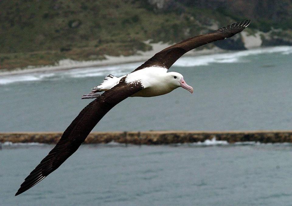 Aves migratórias, como este albatroz, passam boa parte da vida no ar. Por isso, podem dormir e comer enquanto voam. Algumas conseguem ficar até 20 dias sem pisar em terra firme.