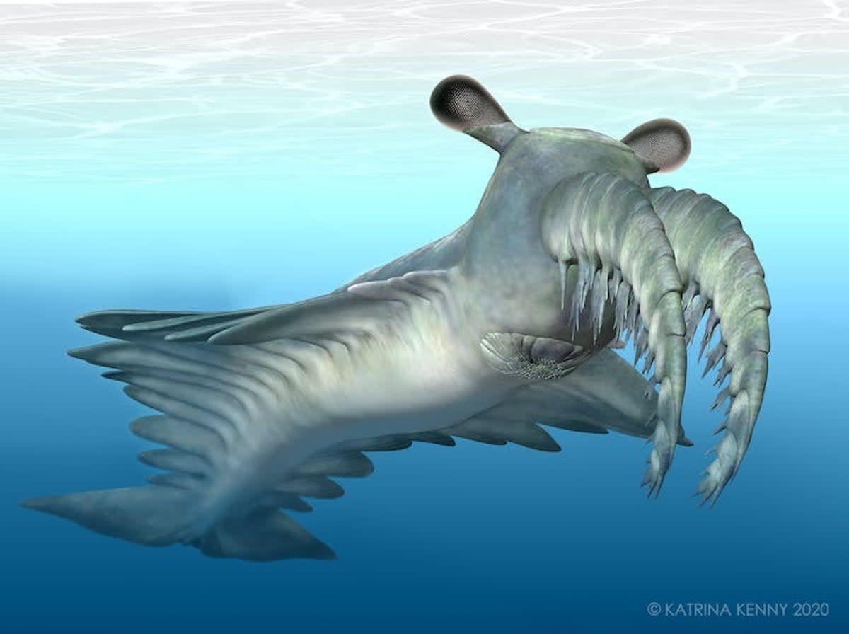 The anomalocaris was the great white shark of its time  (SWSC)