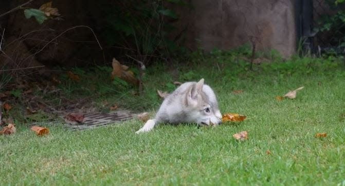 A member of the Memphis Zoo's new wolf pack plays in his enclosure.