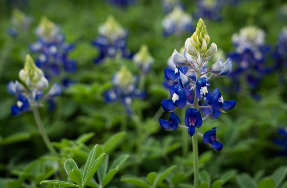 Best spots for bluebonnets? There are tons of them along Texas 29 going toward Buchanan and Llano and massive displays along U.S. 281 between Burnet and Marble Falls. RM 1431 is also sporting lots of flowers this year.