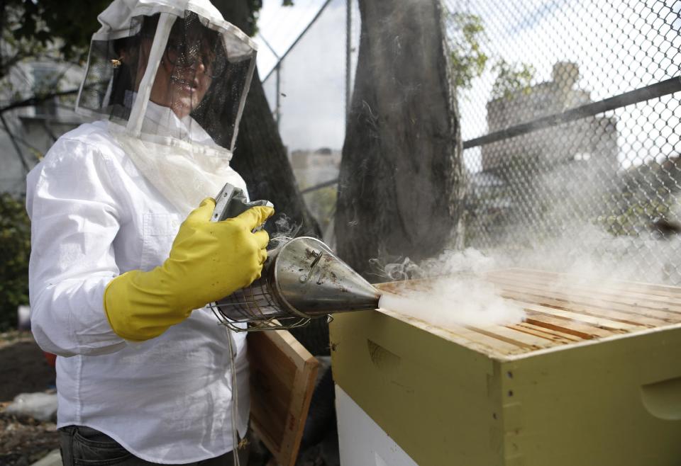 In this Wednesday, Oct. 16, 2013 photo, Beekeeper Kellen Henry uses a smoker to calm the bees while conducting a hive inspection at her Feedback Farms hive in Myrtle Village Green community garden in the Bedford-Stuyvesant section of Brooklyn, in New York. Though New York reversed a long-standing ban on tending to honeybees in 2010, there are issues beyond legality that potential beekeepers should consider. Beekeeping, especially in an urban area, requires space, time and cooperation with the surrounding community. (AP Photo/Kathy Willens)