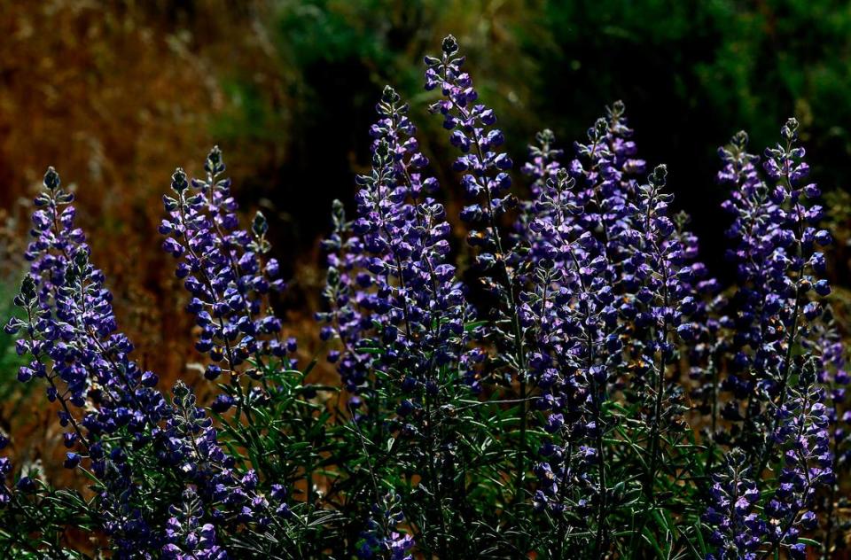 Clumps of purple lupine