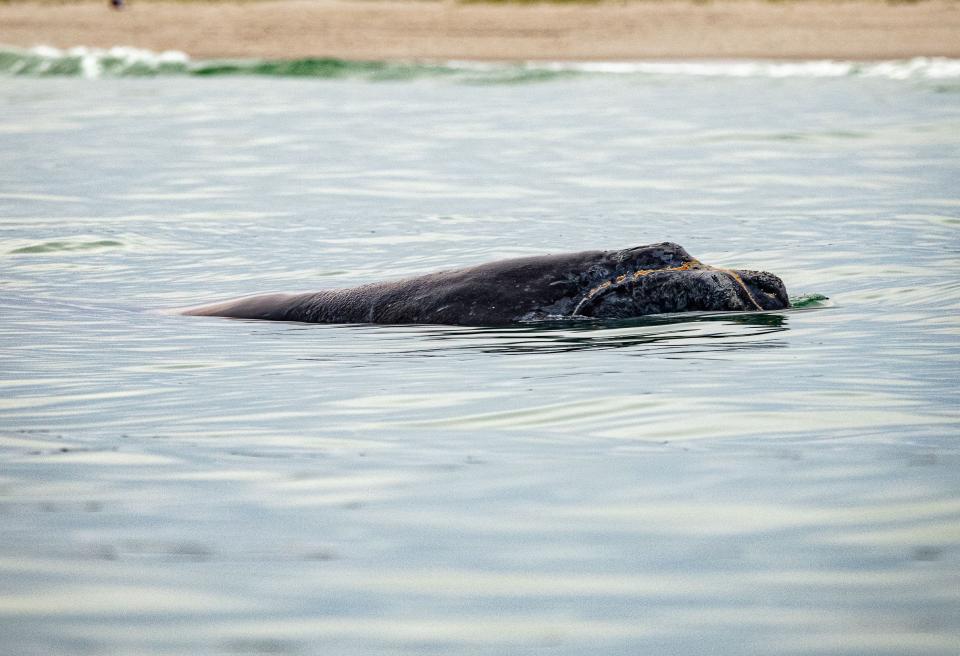 On Jan. 31, 2020, a North Atlantic right whale was spotted in Port Canaveral. Image by Daniel Colmenares taken under research conducted by Blue World Research Institute scientists under NOAA Research Permit #15488-02. "We also guided the whale around because it was headed for Jetty Park, and we did not want the whale to go in the jetty because there were cruise ships heading out."