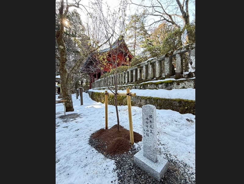 百年前日本皇太子裕仁（後來的昭和天皇）在台灣種植櫻花，2019年起台日人士合力推動櫻花返鄉活動，在日本分株種植，4日在日本靜岡縣小國神社及山梨縣的北口本宮富士淺間神社（圖）舉行種植與揭碑儀式。（圖／全日本台灣連合會提供）