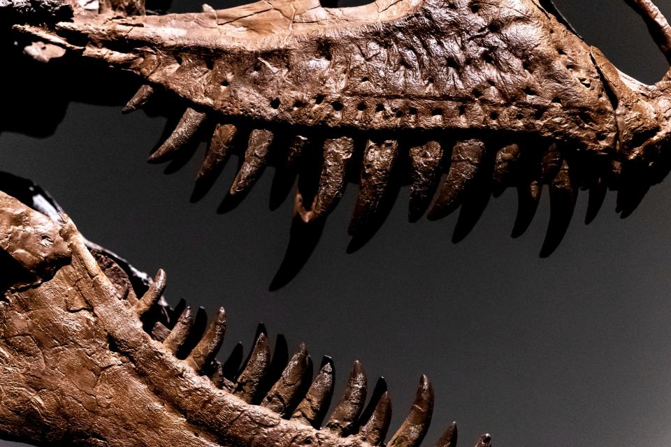 A Gorgosaurus dinosaur skeleton, the first to be offered at auction, is displayed at Sotheby's New York, Tuesday, July 5, 2022, in New York.