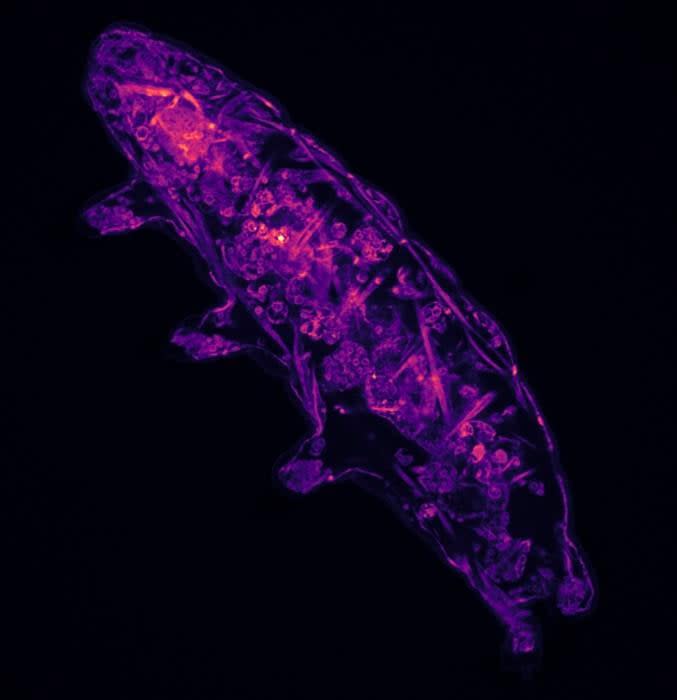 Tardigrade observed using a confocal fluorescent microscope. The tardigrade was overexposed to 5-MF, a cysteine selective fluorescent probe, that allows for visualization of internal organs. 