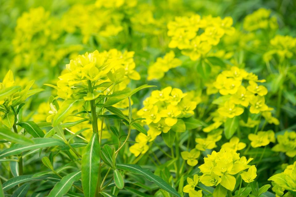 <p>Euphorbias contain a latex-filled tissue which is repellant to many pests. </p><p><a class="link " href="https://go.redirectingat.com?id=127X1599956&url=https%3A%2F%2Fwww.waitrosegarden.com%2Fplants%2F_%2Feuphorbia-amygdaloides-var-robbiae%2Fclassid.2780%2F&sref=https%3A%2F%2Fwww.housebeautiful.com%2Fuk%2Fgarden%2Fg22065624%2Fplants-deter-slugs-garden%2F" rel="nofollow noopener" target="_blank" data-ylk="slk:BUY NOW;elm:context_link;itc:0;sec:content-canvas">BUY NOW</a></p>