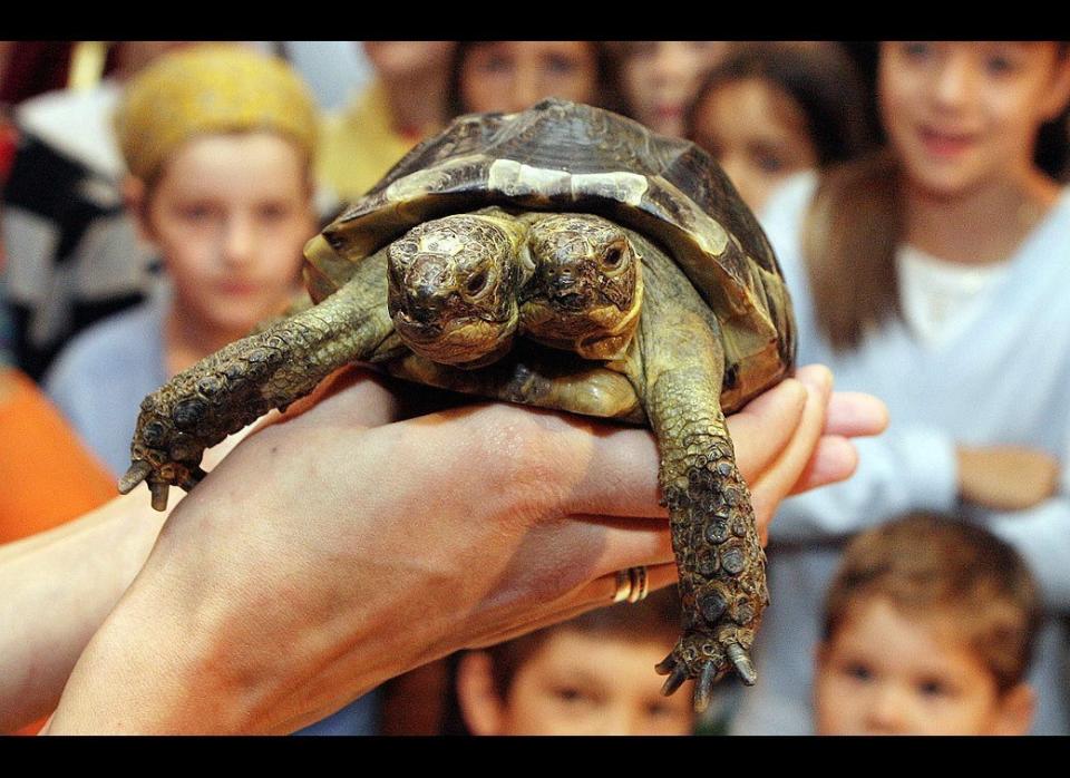 Janus, the Geneva Museum of Natural History's two-headed Greek tortoise, is presented to the press and the public during the official celebration of its 10th birthday on Sept. 5, 2007. Janus, named after the two-headed Roman god was born Sept. 3, 1997. 