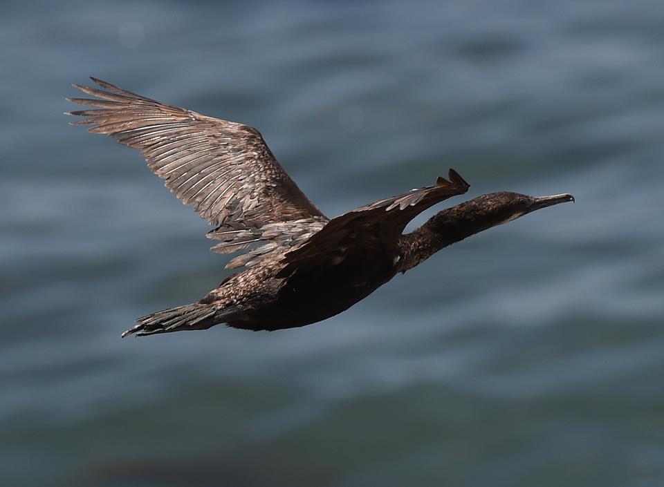 A bird covered in oil glides from rocks to the water at El Capitan State Beach  in Goleta, California, May 22, 2015. The oil company behind a crude spill on the California coast vowed to do the 'right thing' to clear up the mess, even as reports emerged of past leaks involving its pipelines. Plains All American Pipeline made the pledge as it said nearly 8,000 gallons of oil had been scooped up, out of some 21,000 gallons believed to have flooded into the ocean near Santa Barbara, northwest of Los Angeles.    AFP PHOTO/ MARK RALSTON        (Photo credit should read MARK RALSTON/AFP/Getty Images)