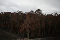 Charred trees are pictured in a patch of forest burnt during the recent bushfires near Batemans Bay