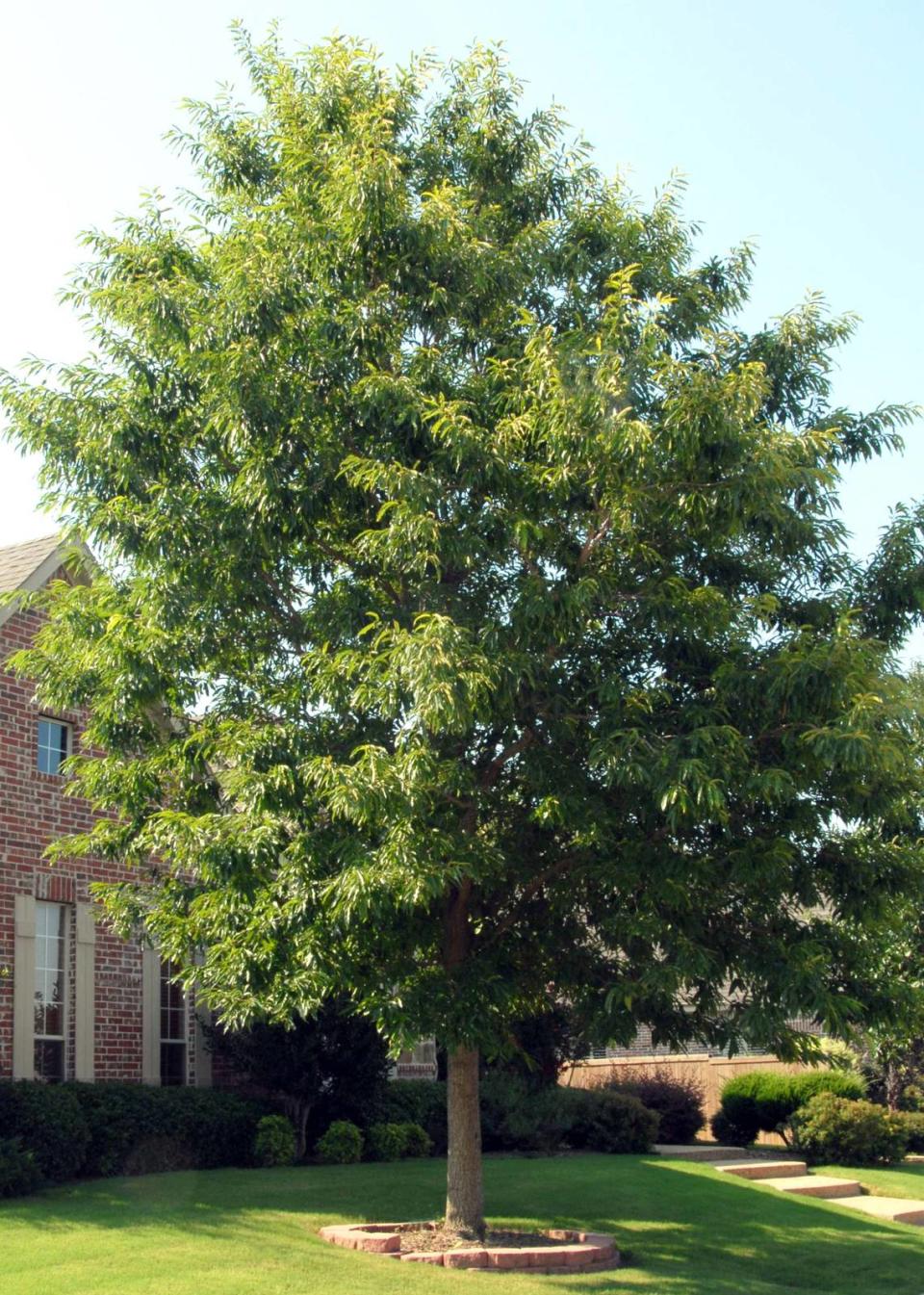 Chinquapin oaks are large, oval to rounded trees to 50 feet tall and 40 to 50 feet wide.