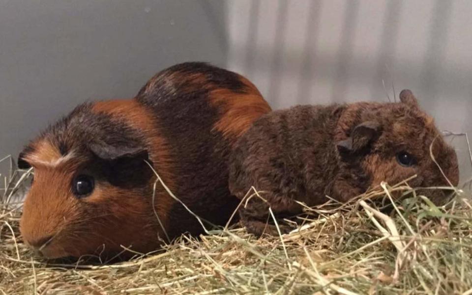 These two guinea pigs were mistaken for two females  - © Worthing Guinea Pig Rescue/Solent News & Photo Agency