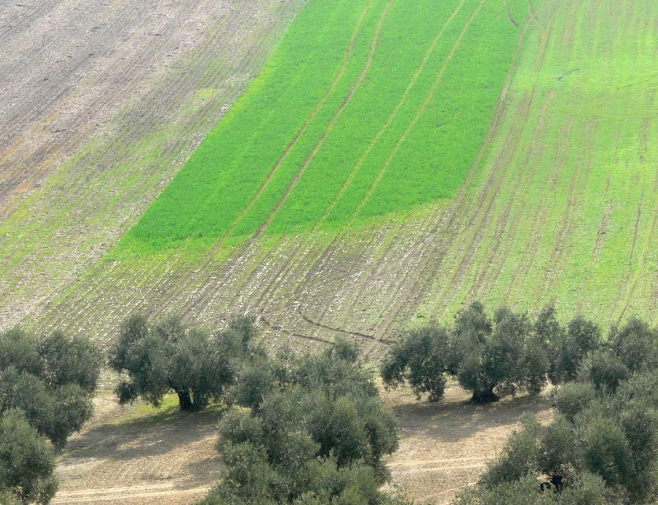 Daños provocados por conejos sobre un campo de cereal, donde las madrigueras estaban en el límite con el olivar. Nótese la falta de cubierta vegetal en el olivar, lo que limita la disponibilidad de alimento natural, forzando a los conejo a alimentarse del cereal. Author provided