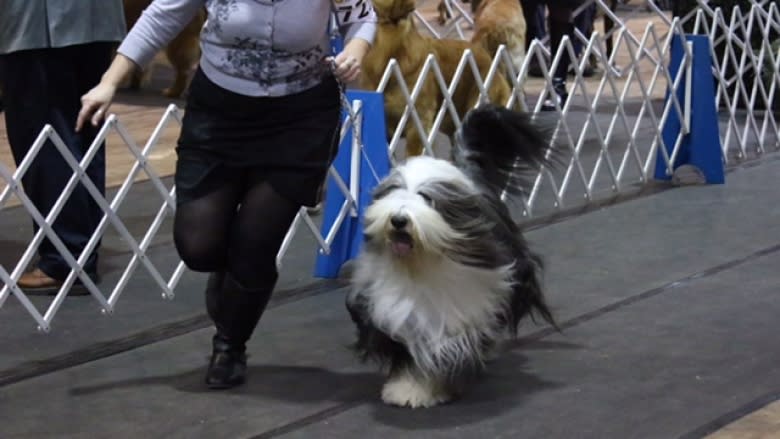 Best in show: Top dogs prepare for Alberta Kennel Club Winter Classic