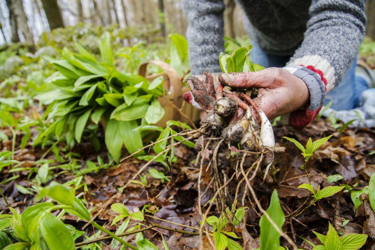 A woman foraging in the woods for wild leeks, also called ramps, or wild onions. Allium tricoccum