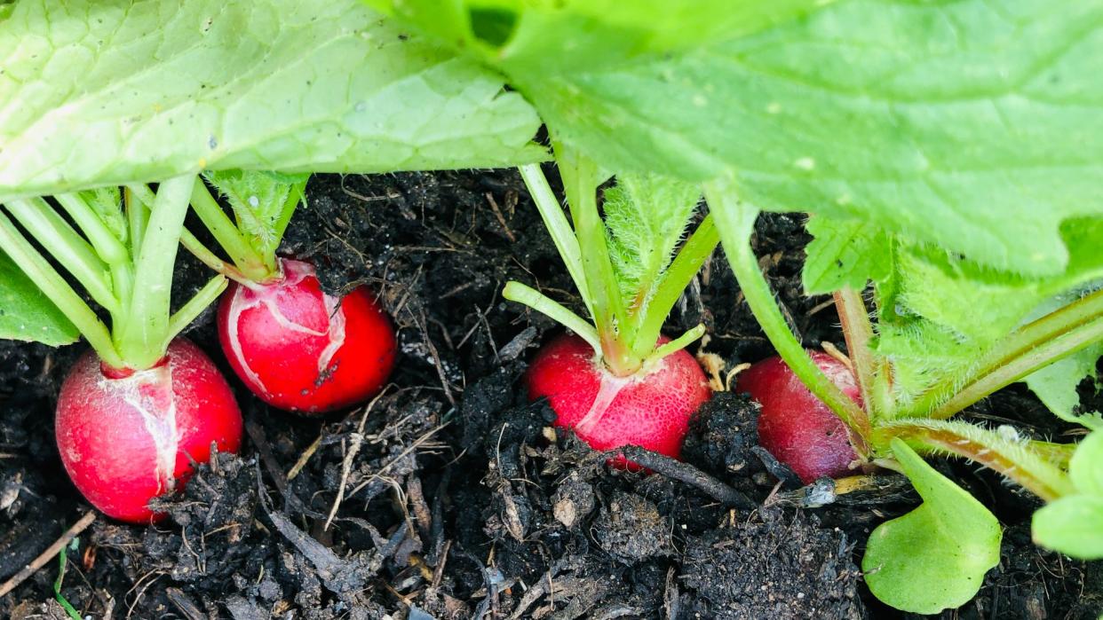 Radishes in the ground