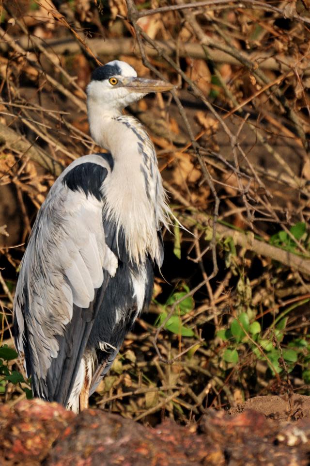 Grey Heron <br><br>Not cranes, not storks, these large grey birds are herons. Note the long, fish-spearing beak. It was early in the morning as we sailed down the Zuari and spotted this Grey Heron (Ardea cinerea) on the river banks. <br><br><br>Photo: <a href="http://backpakker.blogspot.com" rel="nofollow noopener" target="_blank" data-ylk="slk:Lakshmi Sharath;elm:context_link;itc:0;sec:content-canvas" class="link ">Lakshmi Sharath</a><br><br><a href="http://in.lifestyle.yahoo.com/submissions.html" data-ylk="slk:Submit your finest bird photographs;elm:context_link;itc:0;sec:content-canvas;outcm:mb_qualified_link;_E:mb_qualified_link;ct:story;" class="link  yahoo-link">Submit your finest bird photographs</a> or share them with our Flickr pool. The best photos will be published here.