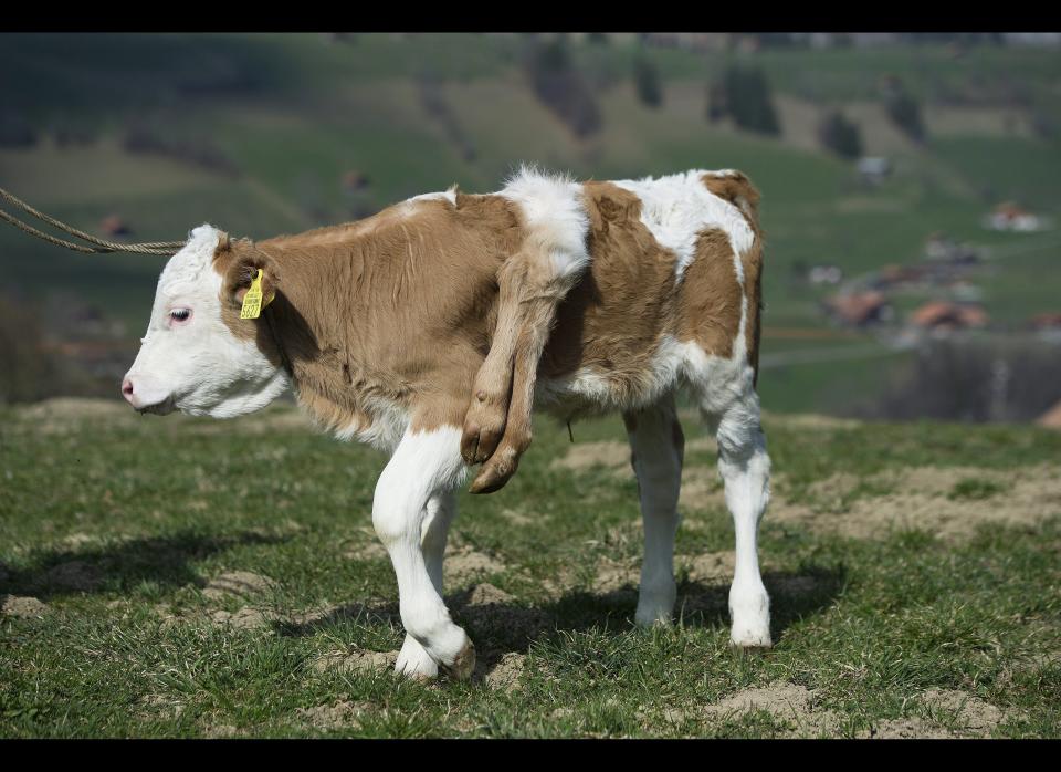 Six-legged calf "Lilli" stands on the pasture of its owner Andreas Knutti, in Weissenburg, Switzerland, Thursday, March 29, 2012. The calf was born seven weeks ago with two additional legs on its back. (Peter Schneider, Keystone / AP)