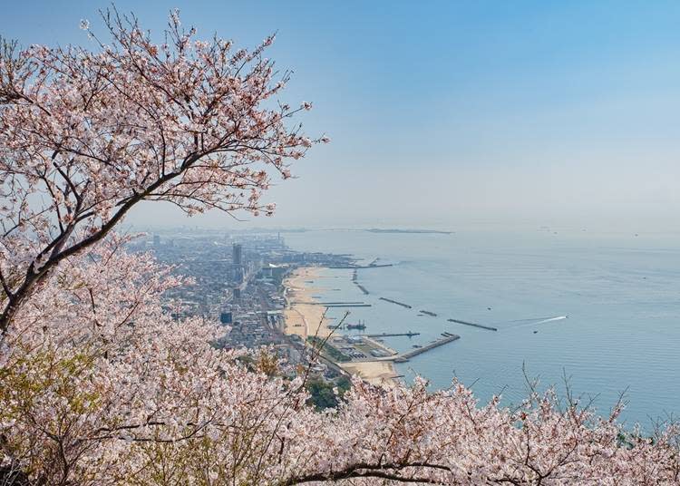 能越過櫻花眺望一望無際的瀨戶內海的人氣景點