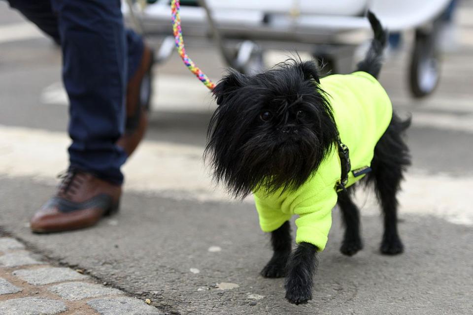 small fluffy dog breeds affenpinscher