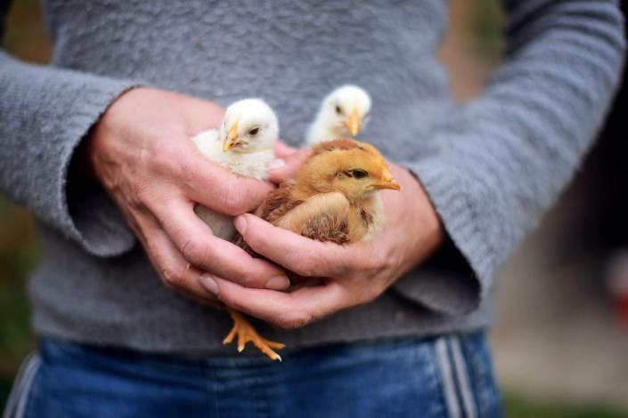 woman holding three baby chicks at a farm