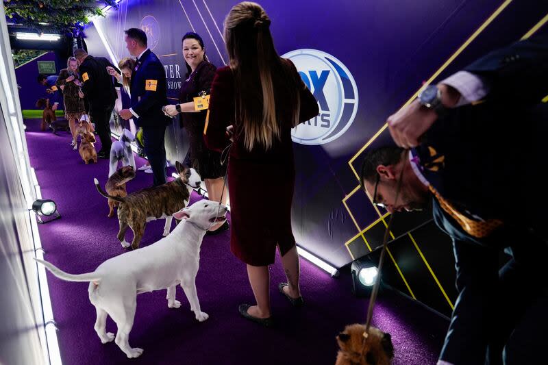 Dogs and their handlers line up before the terrier group competition at the 148th Westminster Kennel Club dog show, Tuesday, May 14, 2024, at the USTA Billie Jean King National Tennis Center in New York. | Julia Nikhinson